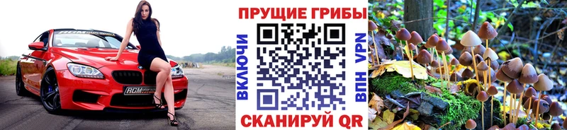 Псилоцибиновые грибы Psilocybine cubensis  Горбатов 